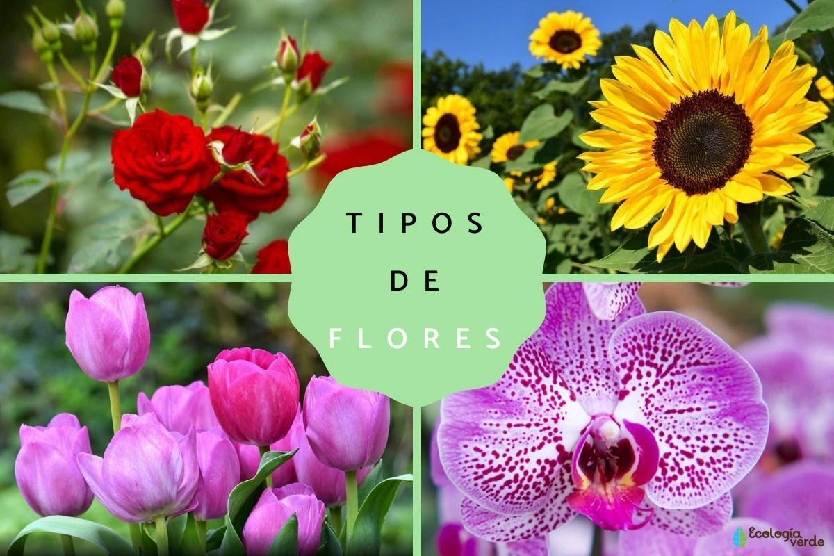 Tipos de Flores