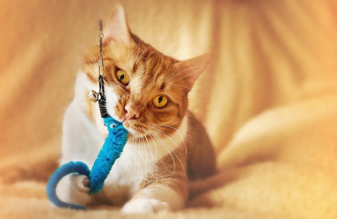 Cat toys