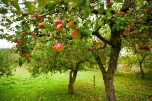 Planting Fruit Trees