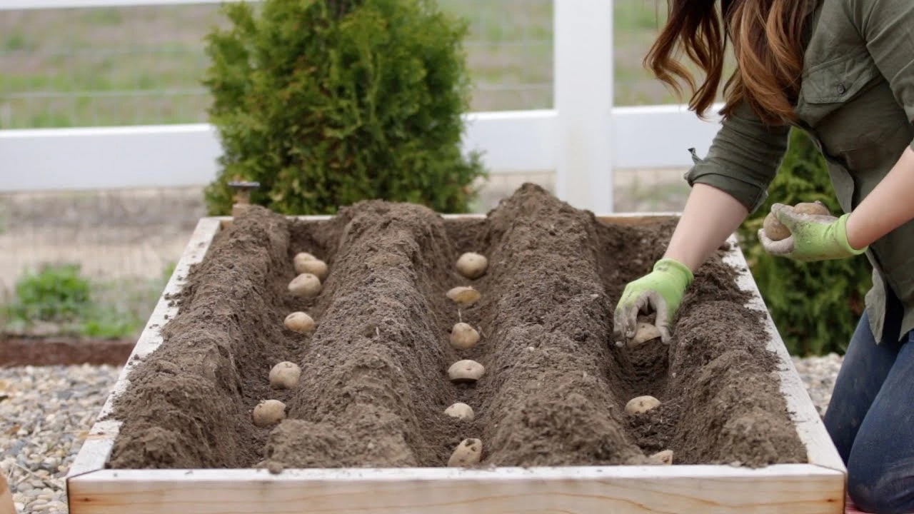 Best Methods for Planting Potato